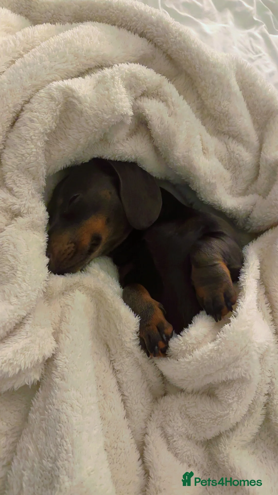 Dachshund dogs for sale: 12 months old sausage dog - Advert 2