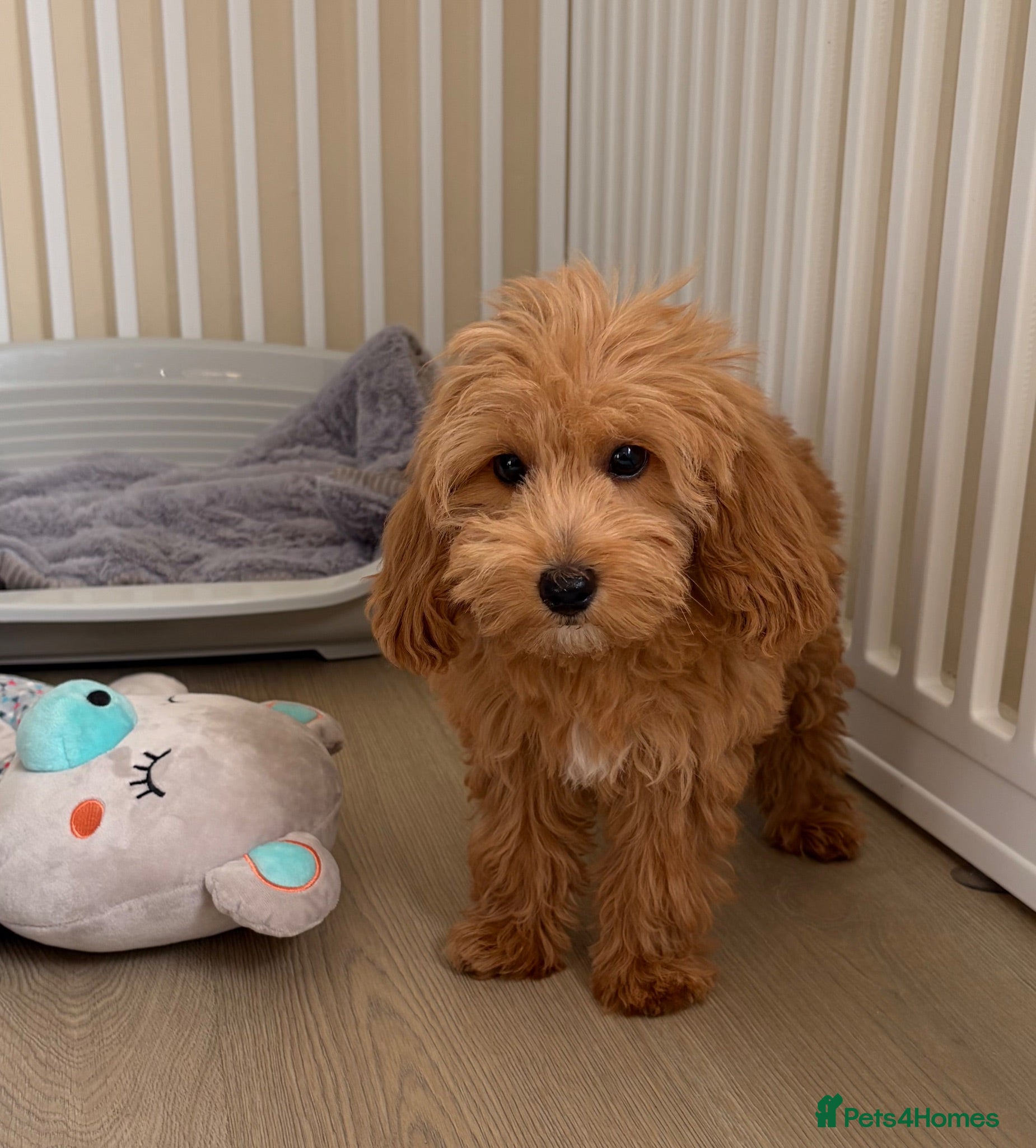 Cockapoo dogs Health tested cockapoo puppies  - Advert 1