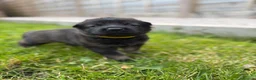 German Shepherd dogs for sale: 🐾 Working line German Shepherd puppies 🐾  - Advert 10