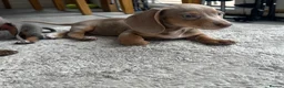 Miniature Dachshund dogs for sale: Miniature Dutch hound puppies - Advert 7