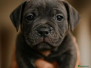 Staffordshire Bull Terrier dogs **VALGLO CHAMPION STAFFORDS - LAST BOY REMAINING** - Advert 2