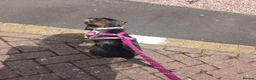 Dachshund dogs for sale: Miyo needs a loving home  in Wolverhampton - Advert 23