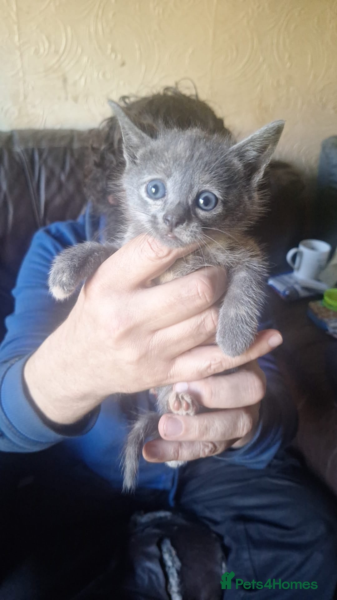 Mixed Breed cats Kittens for sale - Advert 1