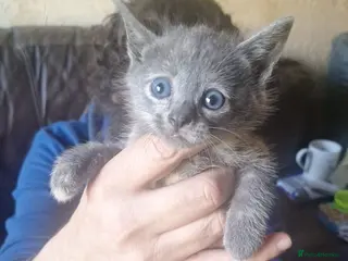 Mixed Breed cats Kittens for sale - Advert 1