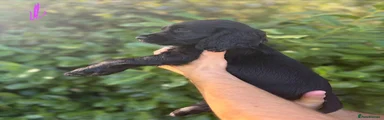 Cocker Spaniel 6