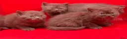 British Shorthair cats for sale: Pedigree Chocklate cinnamon British short hair  - Advert 5
