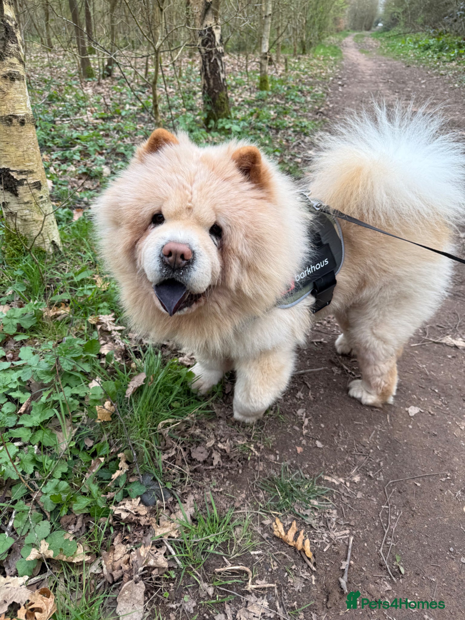 Chow Chow dogs Teddy  - Advert 3