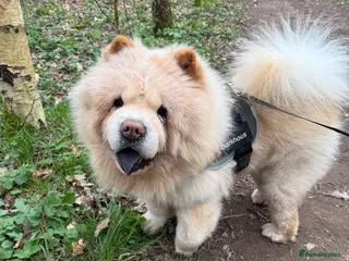 Chow Chow dogs Teddy - Advert 3