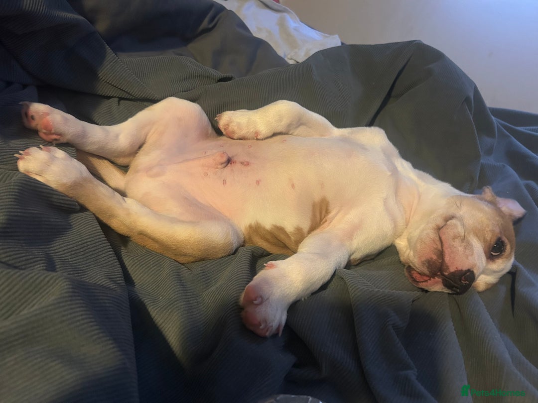 Mixed Breed dogs for sale: Staff x bulldog  - Advert 3