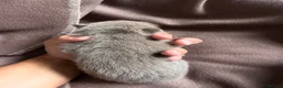 Pomchi dogs for sale: Beautiful unique Pomchi’s  - Advert 8