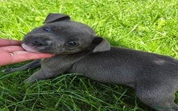 Staffordshire Bull Terrier dogs for sale: Reduced, remaining 2 KC Blue SBT - Image 14