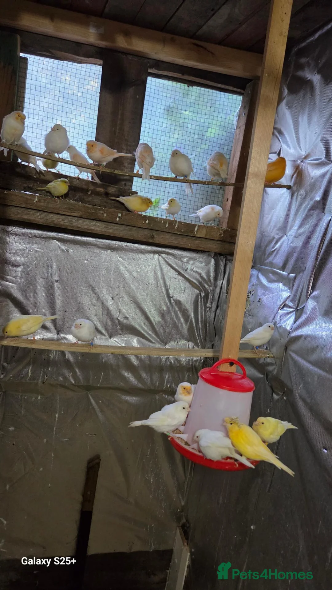 Canaries birds for sale: Huddersfield  - Advert 2