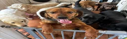 Brittany Spaniel dogs for adoption: Young, handsome, super friendly Theo in Norfolk - Advert 5