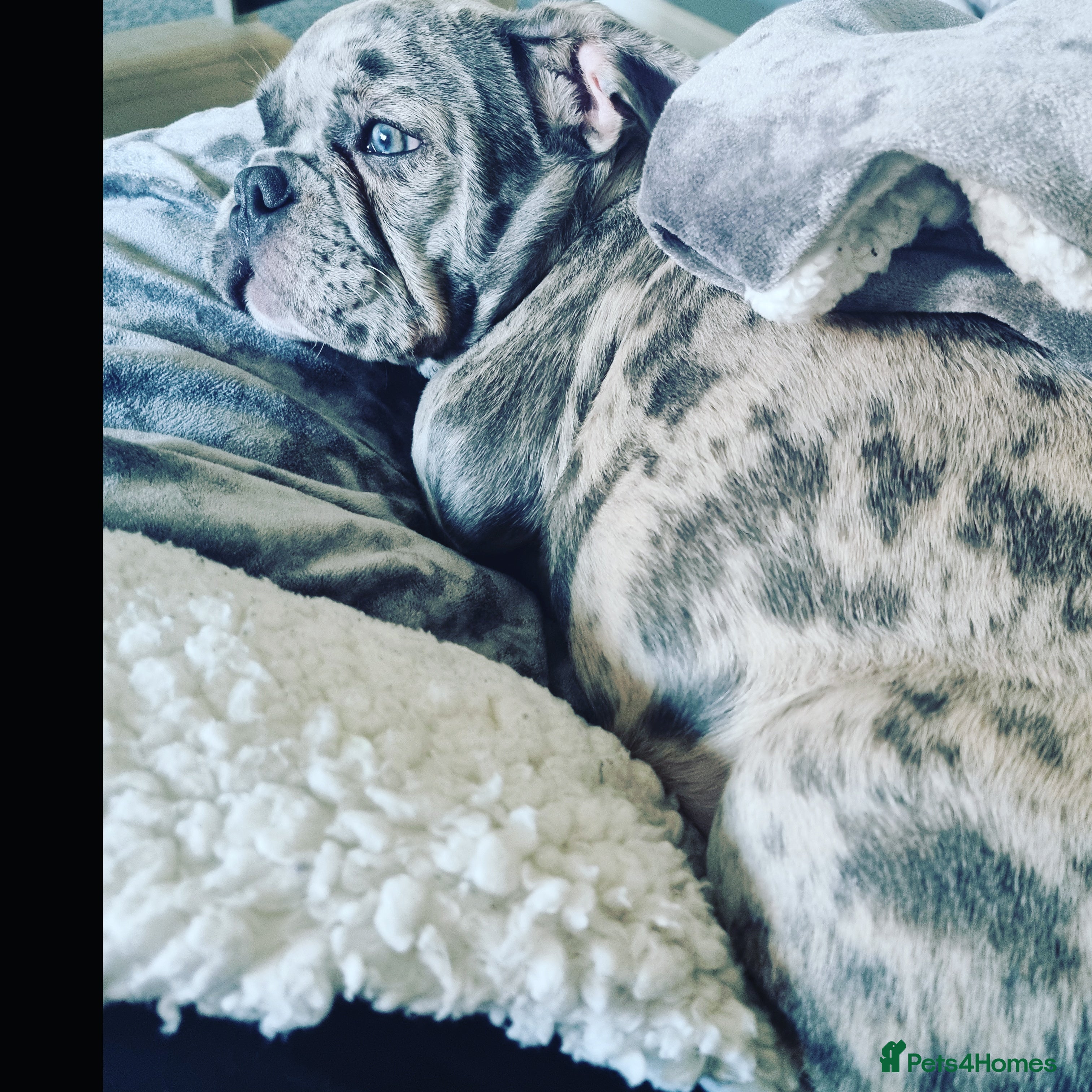 French Bulldog dogs Male French bulldog for stud in Bristol - Advert 2