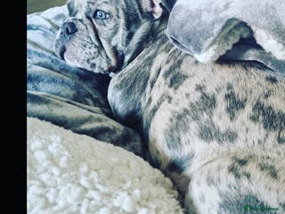 French Bulldog dogs Male French bulldog for stud in Bristol - Advert 2