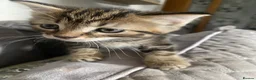 Mixed Breed cats for sale: Kittens for sale £100  in Sowerby Bridge - Advert 6
