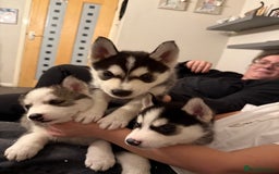 Siberian Husky dogs for sale: Siberian husky puppy’s for sale  - Advert 28