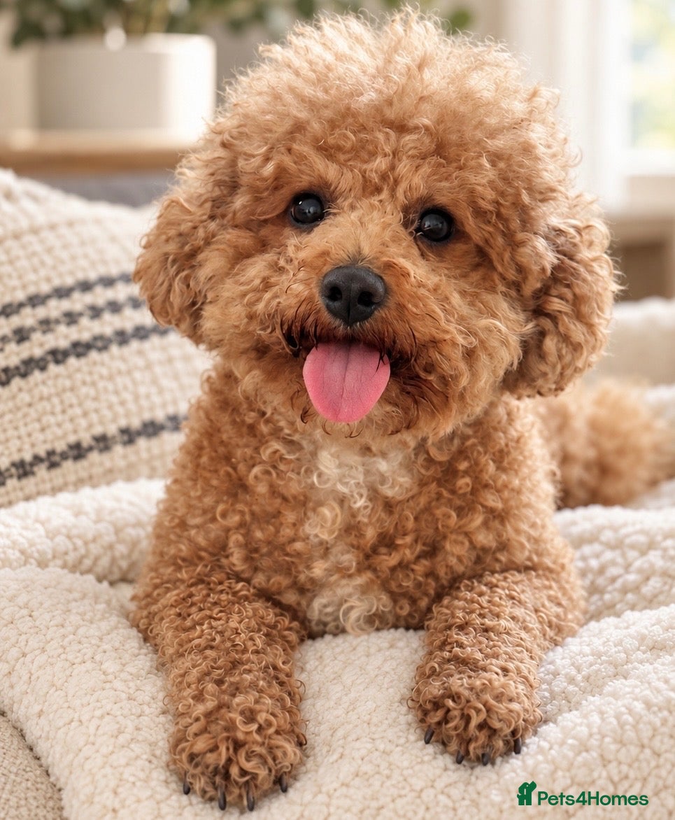 Poochon dogs Poochon Puppies 💙💖 - Advert 12