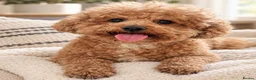 Poochon dogs for sale: Poochon Puppies 💙💖 - Advert 1