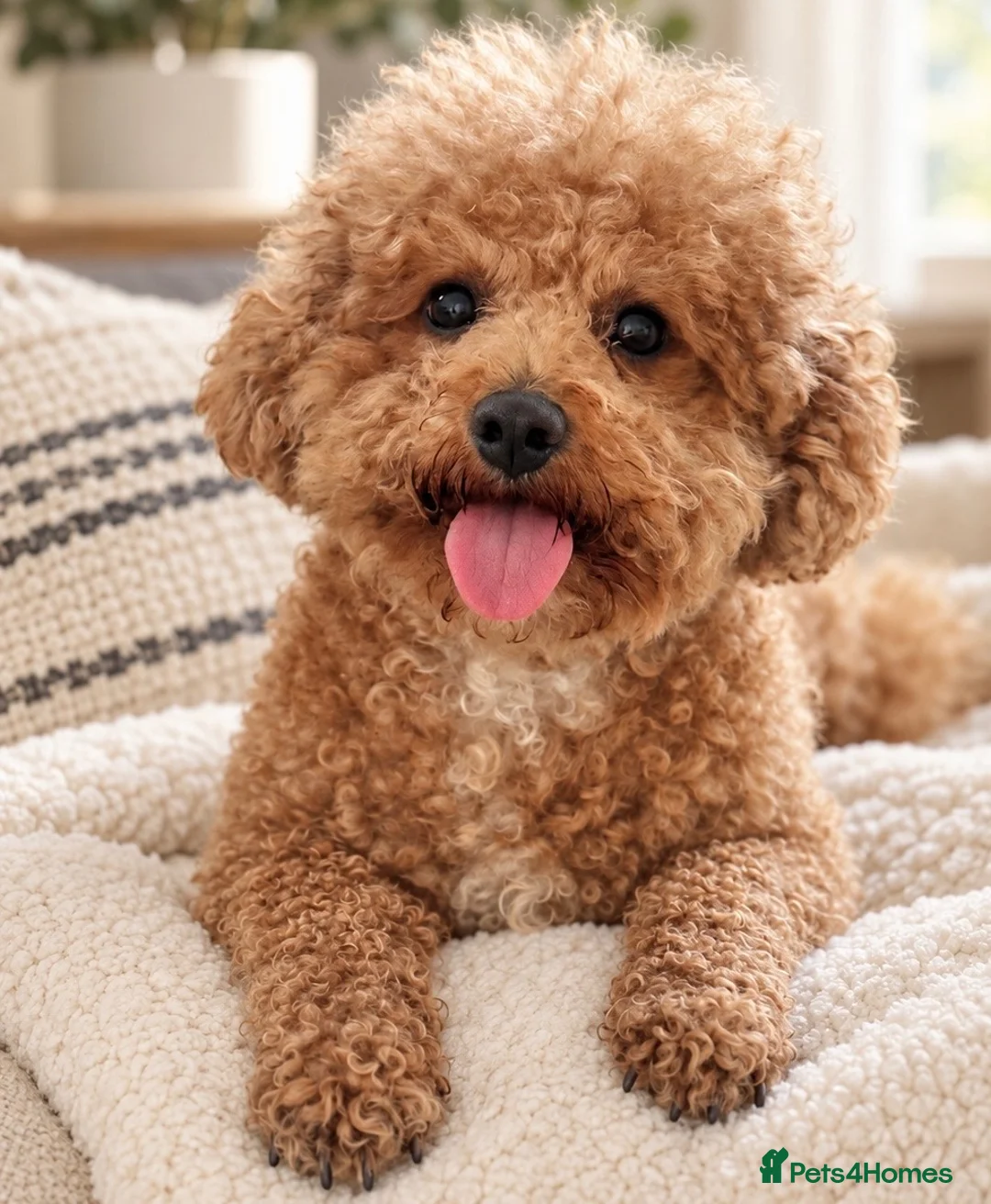 Poochon dogs for sale: Poochon Puppies 💙💖 - Advert 1