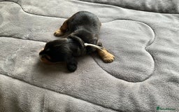 Cocker Spaniel dogs for sale: Sandy - Image 5