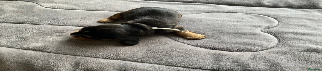 Cocker Spaniel Puppy 5