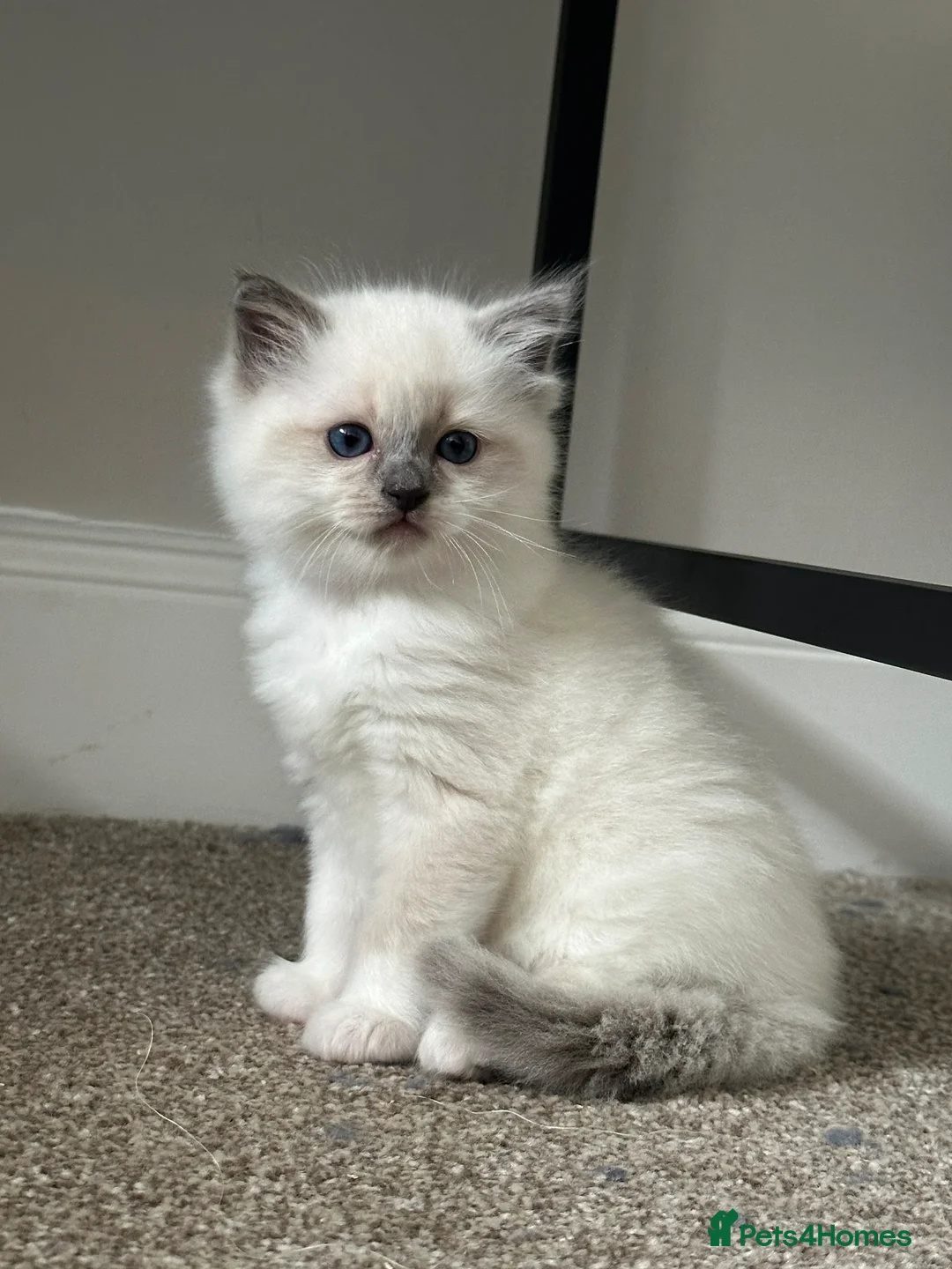 Ragdoll cats for sale: 💗 One BLUE - MITTED Female left - Pure Ragdoll - Advert 2