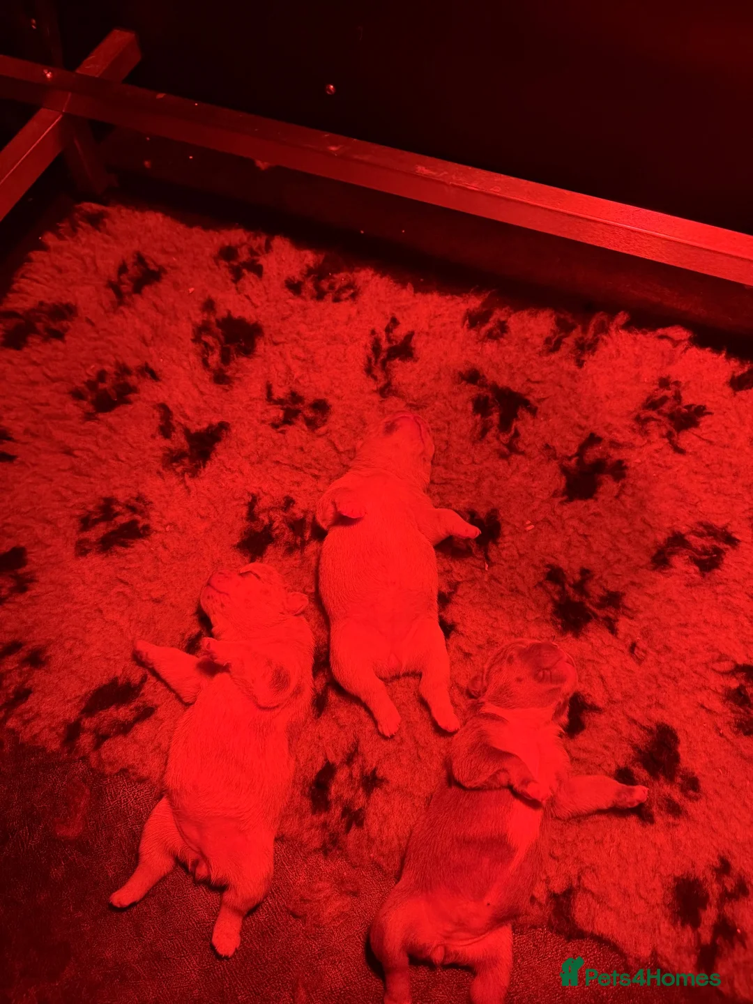French Bulldog dogs for sale: French bulldogs 5star Merle  - Advert 4
