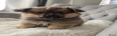 Pomeranian Puppy 3