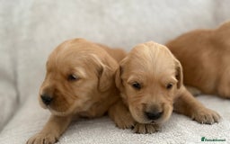 Golden Retriever dogs for sale: Stunning KC registered Golden Retriever puppies - Image 4