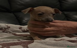Italian Greyhound dogs for sale: Italian greyhound puppies  - Image 2
