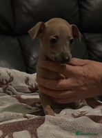 Italian Greyhound dogs - Advert 3