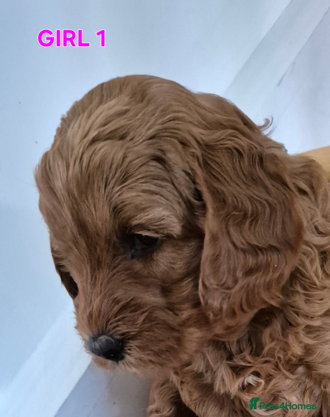 Mini Goldendoodle dogs for sale: F1b Red Miniature Goldendoodles tested parents - Image 29