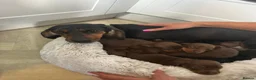 Miniature Dachshund dogs for sale: Beautiful Mini Dachshund Puppies 🐶🐾 - Advert 12
