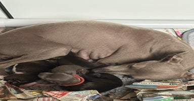 Italian Greyhound dogs - Advert 5