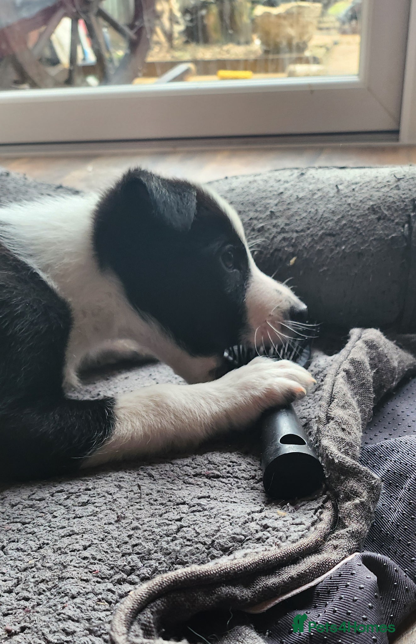 Border Collie dogs READY TO LEAVE, 2 Border Collies, boys - Advert 16
