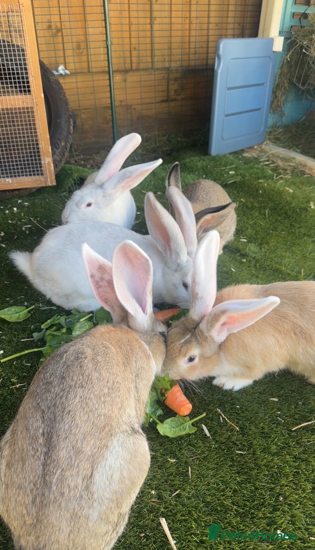 Continental Giant rabbits for sale: Continental Giant Babies  - Advert 3