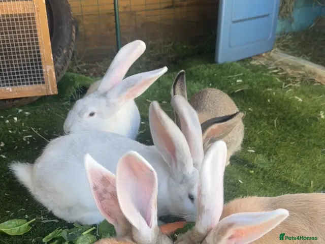 Continental Giant rabbits for sale: Continental Giant Babies - Advert 3