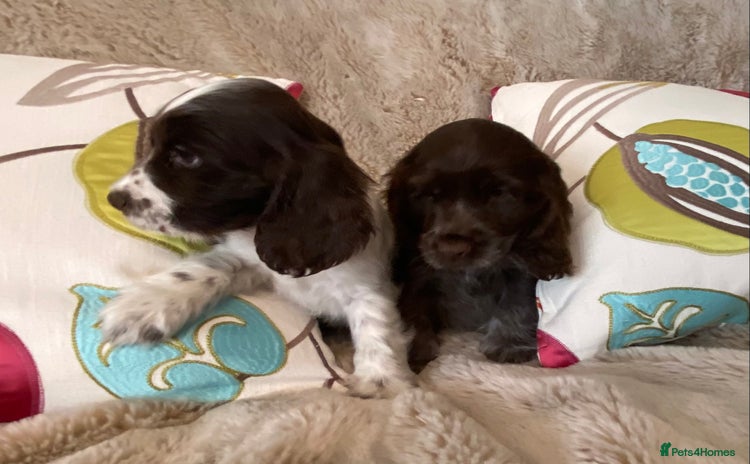 Cocker Spaniel dogs - Advert 1