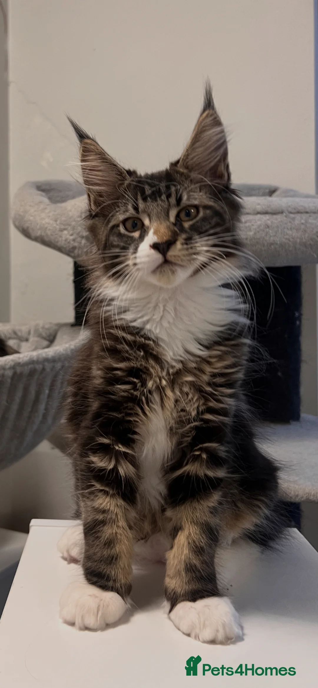 Maine Coon cats for sale: Maine coon Kittens 2 Males for sale, London in London - Advert 2