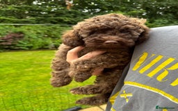 Cavapoo dogs for sale: Beautiful Toy F1b Cavapoo puppies  in Liskeard - Image 1