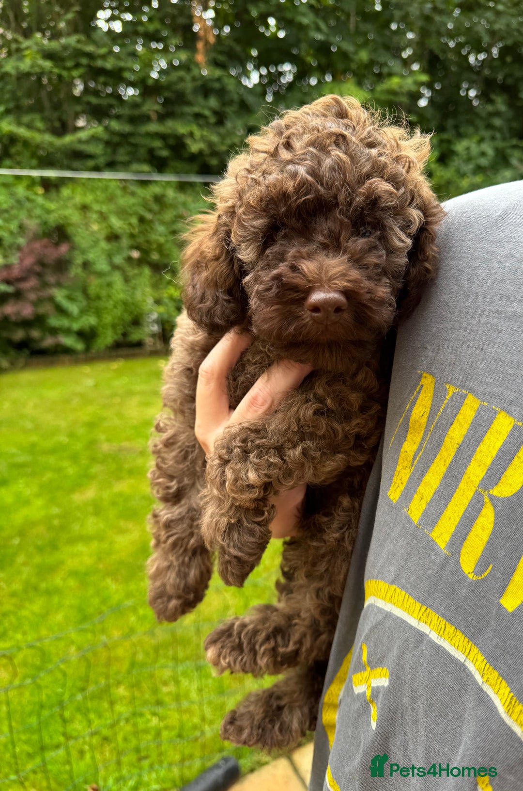 Cavapoo dogs for sale: Beautiful Toy F1b Cavapoo puppies  in Liskeard - Image 1