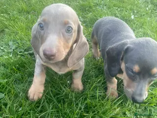 Dachshund dogs Beautiful Dachshund puppies for sale - Advert 1