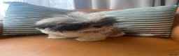 Shih Tzu dogs for sale: Beautiful imperial shihtzu pups for sale  - Advert 14
