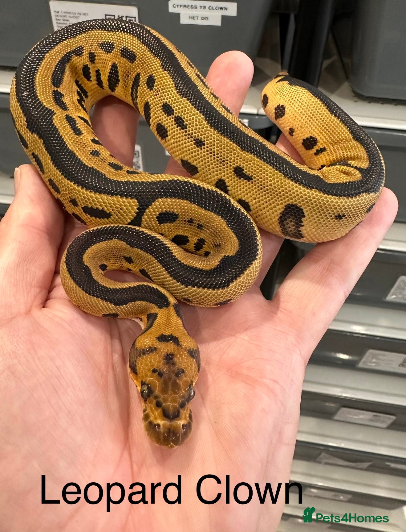 Python Snake reptiles Beautiful Royal Pythons for sale  - Advert 1