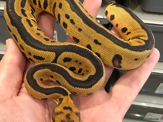 Python Snake reptiles Beautiful Royal Pythons for sale - Advert 1