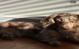 Miniature Dachshund dogs for sale: Top quality long haired miniature dachshunds  - Image 8