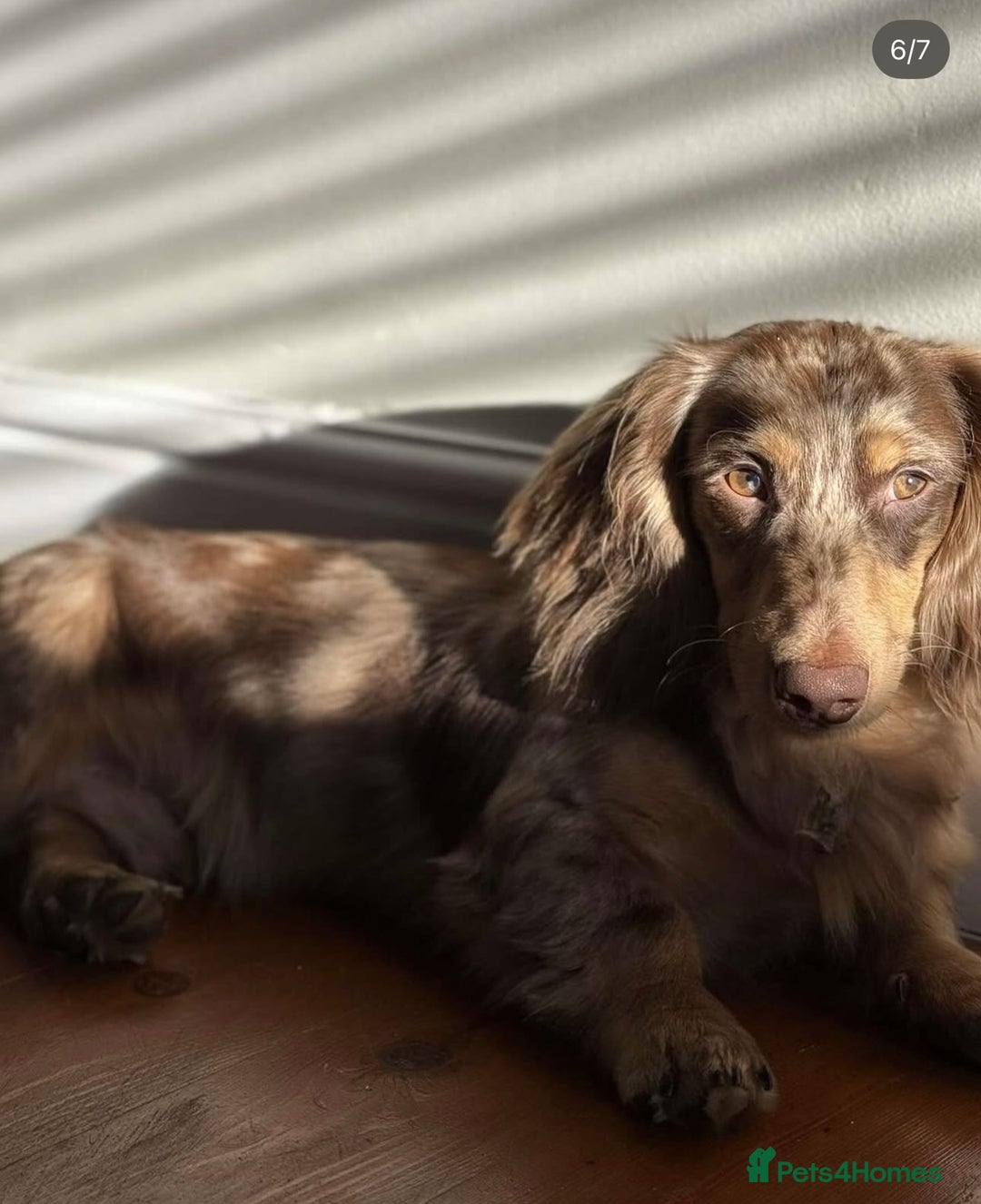 Miniature Dachshund dogs for sale: Top quality long haired miniature dachshunds  - Image 8