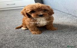 Cavapoo dogs for sale: Stunning F1 Cavapoos kc reg parents  - Image 16