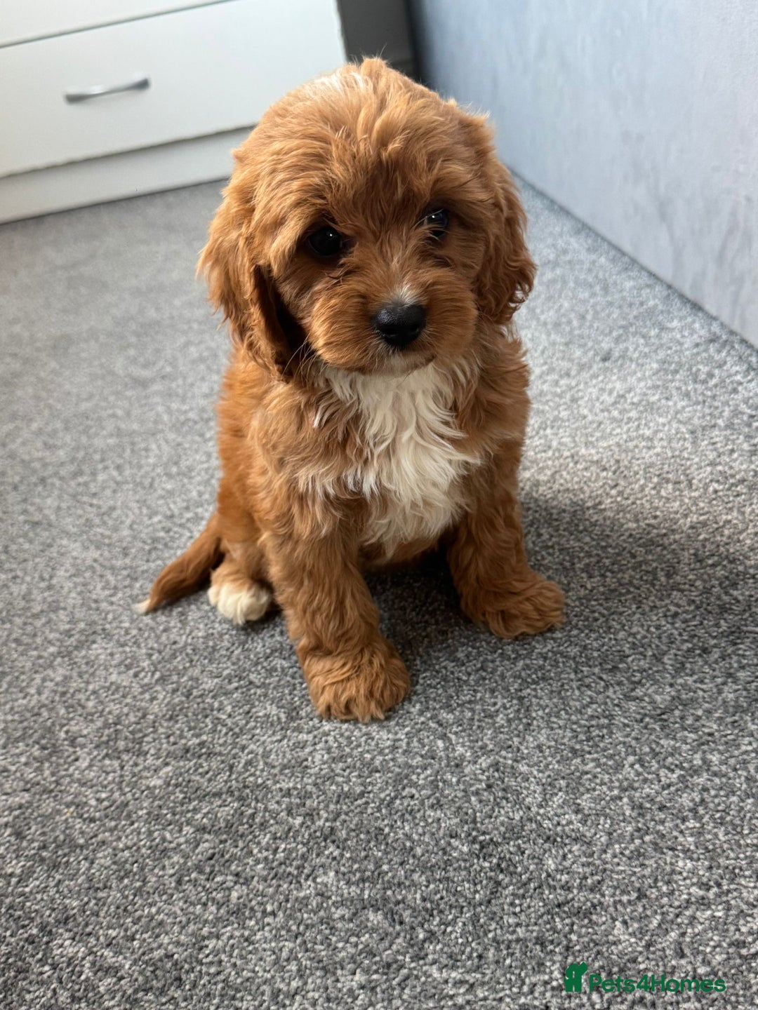 Cavapoo dogs for sale: Stunning F1 Cavapoos kc reg parents  - Image 16